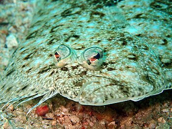 Flunder in der Nordsee Fische