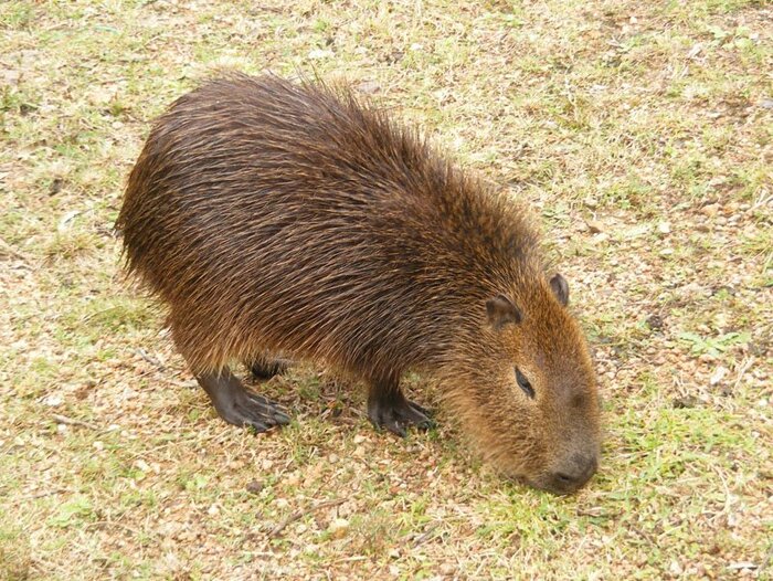 Capybara in einem Zoo in Uruguay