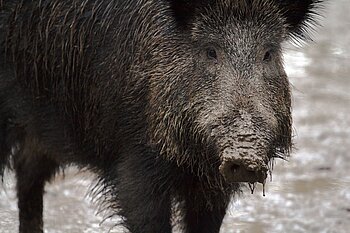 Berlin Wildschweine