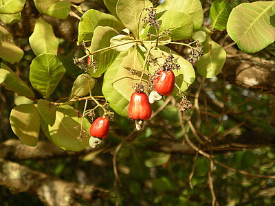 Guinea-Bissau Wirtschaft