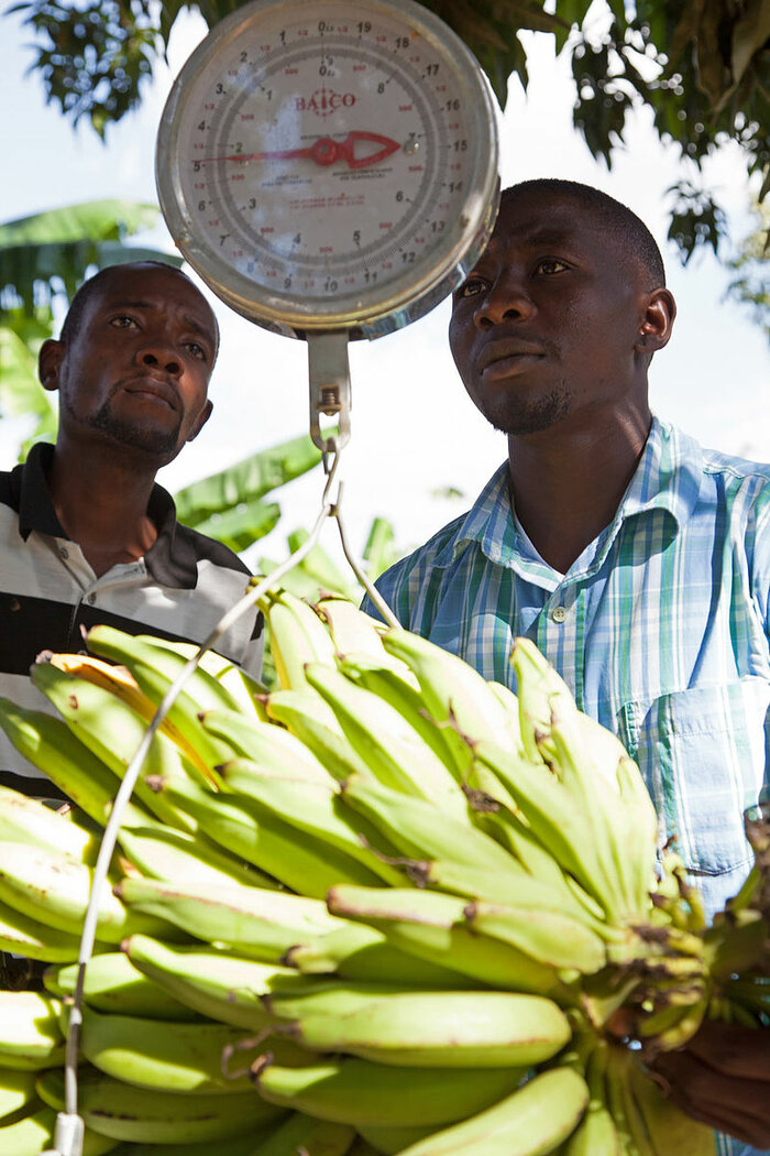 Abwiegen von Bananen in Haiti