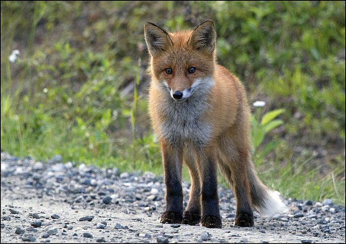 Fuchs in Norwegen