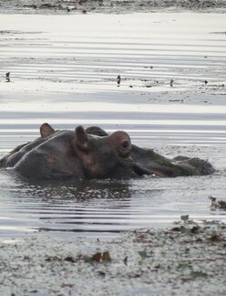 Flusspferd in Burkina Faso