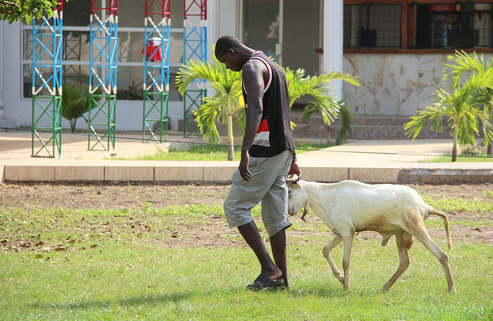 Bauer in Gambia mit einer Ziege