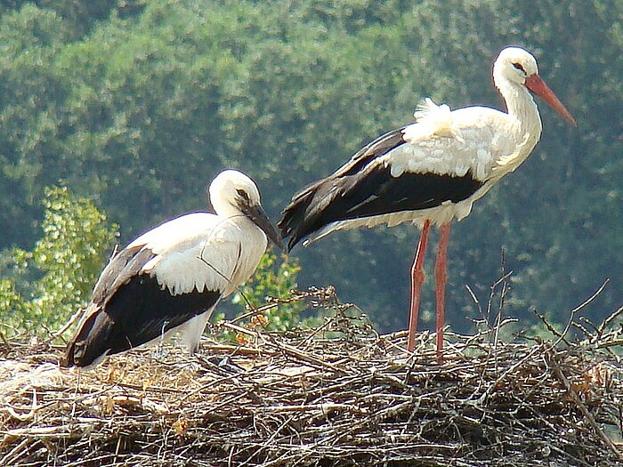 Weißstörche im Nest in Litauen