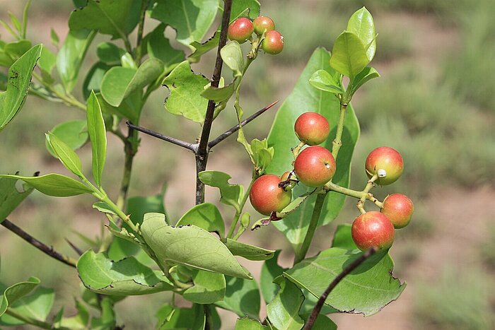 Karandapflaume in Burkina Faso