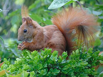 Eichhörnchen in Hamburg