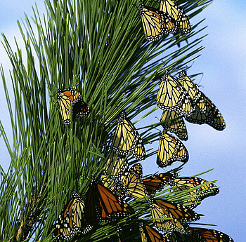 Monarchfalter auf Wanderschaft