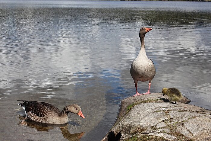 Gänse in Oslo