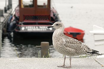 Möwe in Bremerhaven