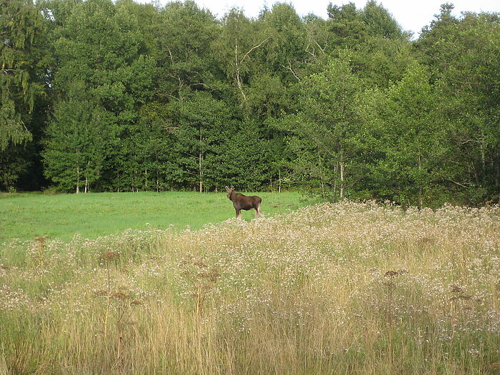 Elch auf Kumlinge, Åland