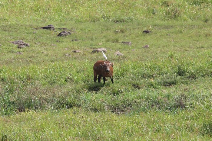 Waldbüffel mit Reiher in Gabun (Ivindo Nationalpark)