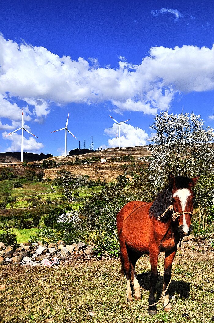 Landschaft mit Pferd