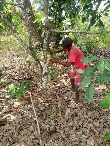 Kinderarbeit in der Elfenbeinküste Elfenbeinküste: Kinderarbeit auf einer Kakaoplantage