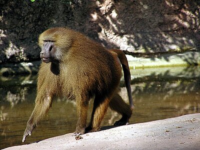 Guinea Tiere