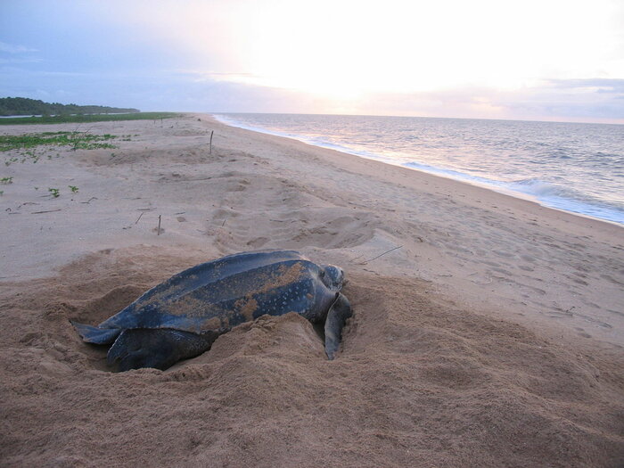 Schildkrötenstrand Galibi