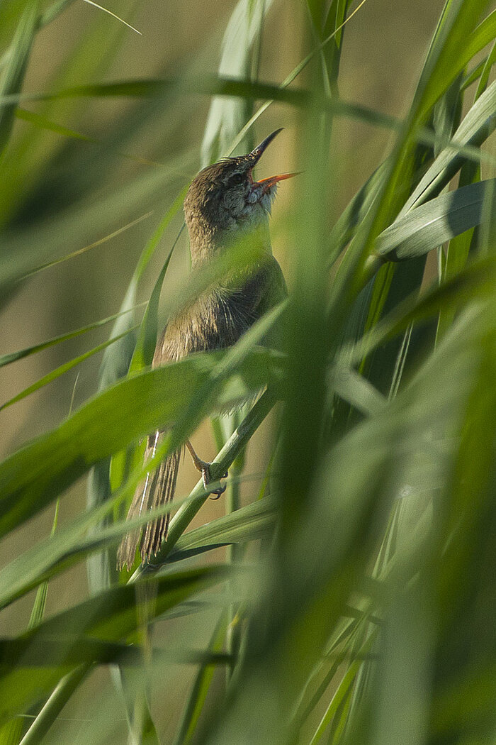 Rohrsänger in Usbekistan