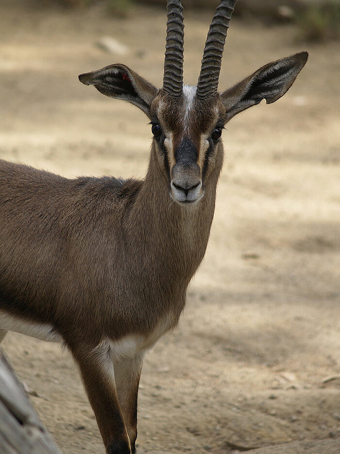 Cuviergazelle