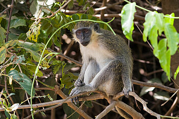 Westliche Grünmeerkatze in Gambia