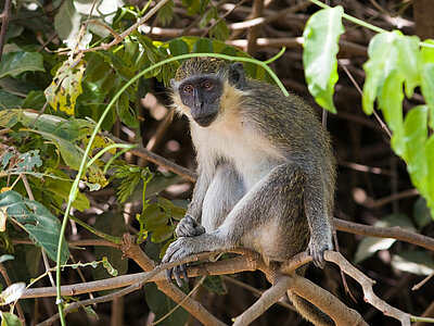 Gambia Tiere