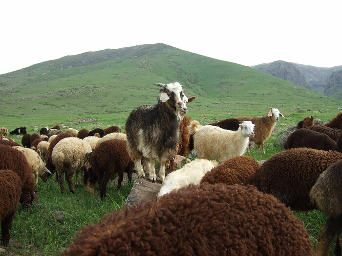 Ziege unter Schafen in Armenien