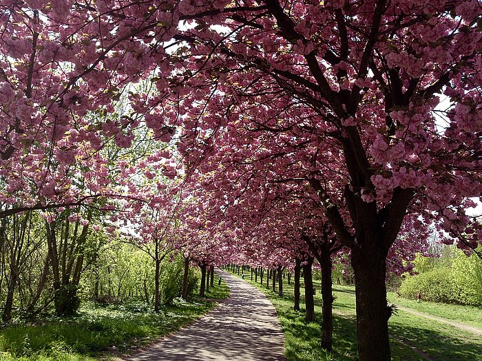 Kirschblüte im Mauerpark