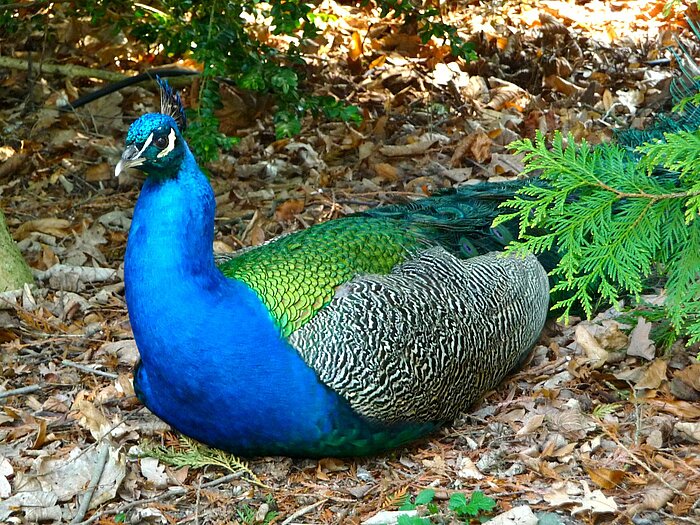 Berlin Pfau