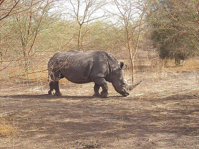 Senegalesisches Nashorn