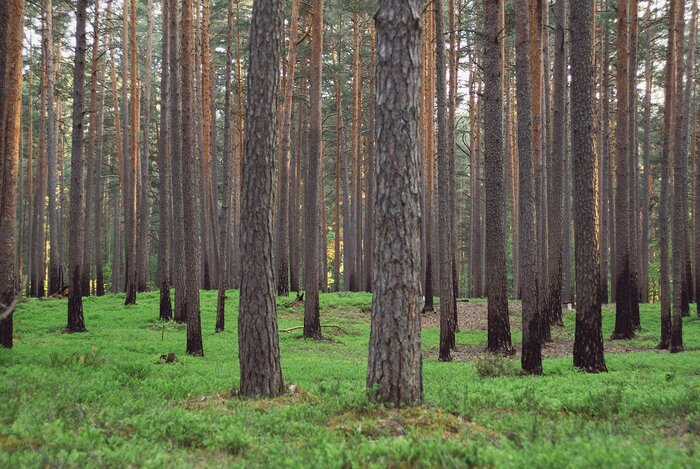 Wald in Lettland