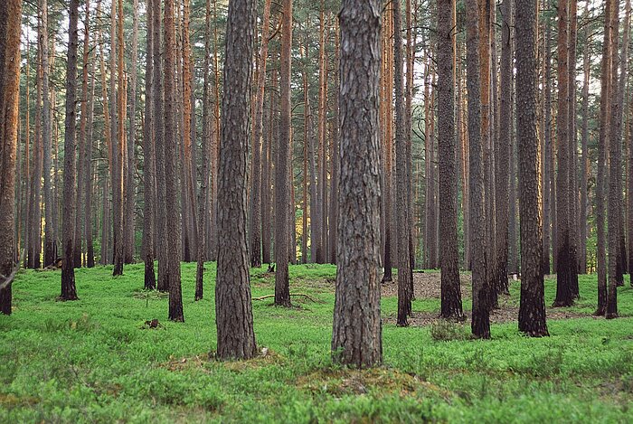 Wald in Lettland