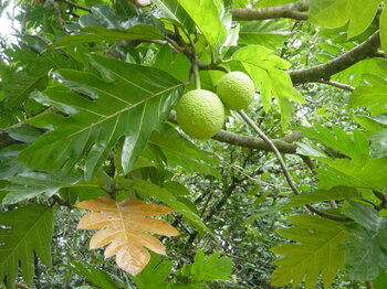 Brotfrucht am Baum