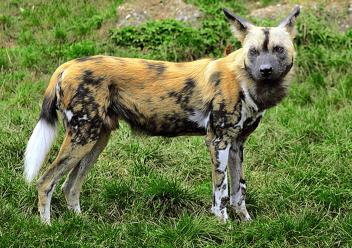 Afrikanischer Wildhund