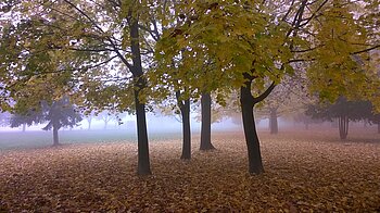 Ungarischer Wald