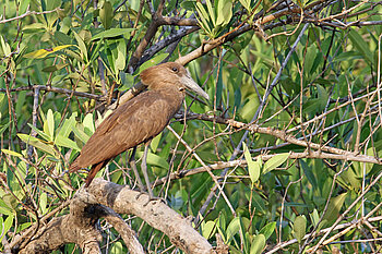 Hammerkopf in Gambia