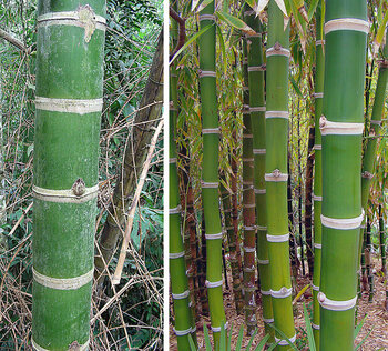 Guadua-Bambus in Kolumbien