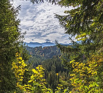 Bergmischwald