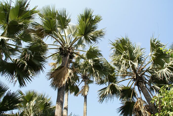 Palmen in Gambia
