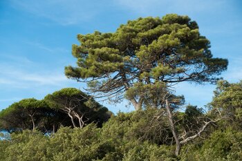 Typische Bäume in Italien: Pinien