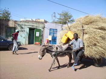 Eselkarren in der Stadt Dori Verkehr in Burkina Faso