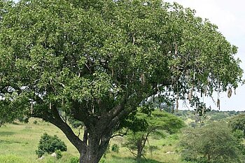 Leberwurstbaum