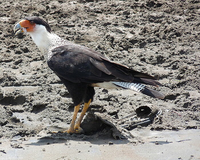 Karibikkarakara in Costa Rica