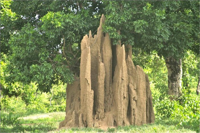 Ameisenhügel in Ghana