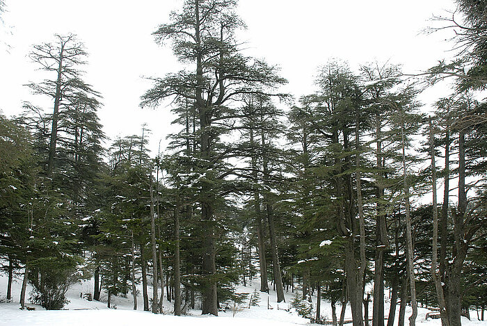 Atlas-Zedern im Ifrane-Nationalpark