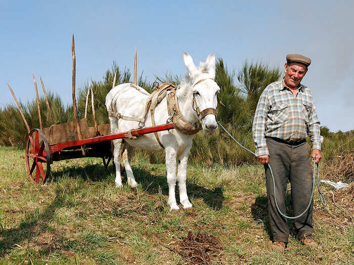 Mann mit Esel in Portugal