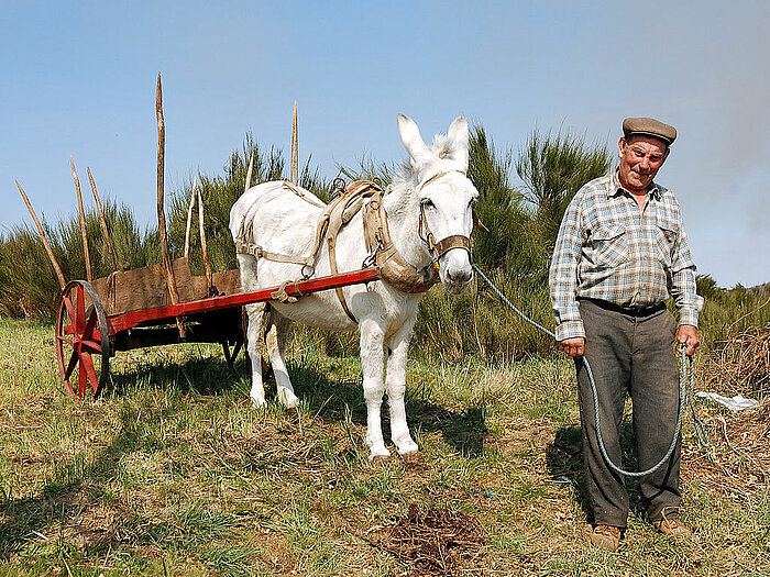 Mann mit Esel in Portugal