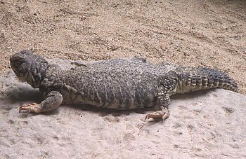 Uromastyx