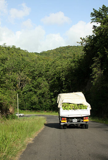 Landwirtschaft Dominica
