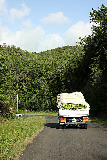 Bananenlaster auf Dominica Landwirtschaft Dominica