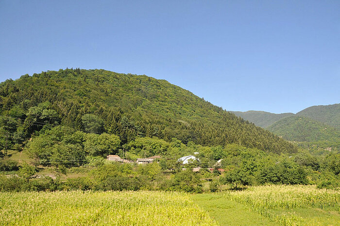 Grüne Landschaft