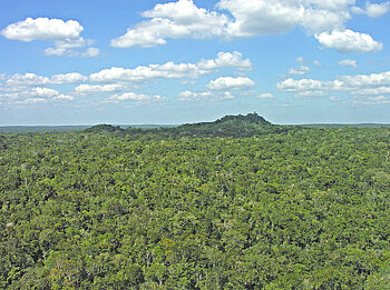 Regenwald im Petén